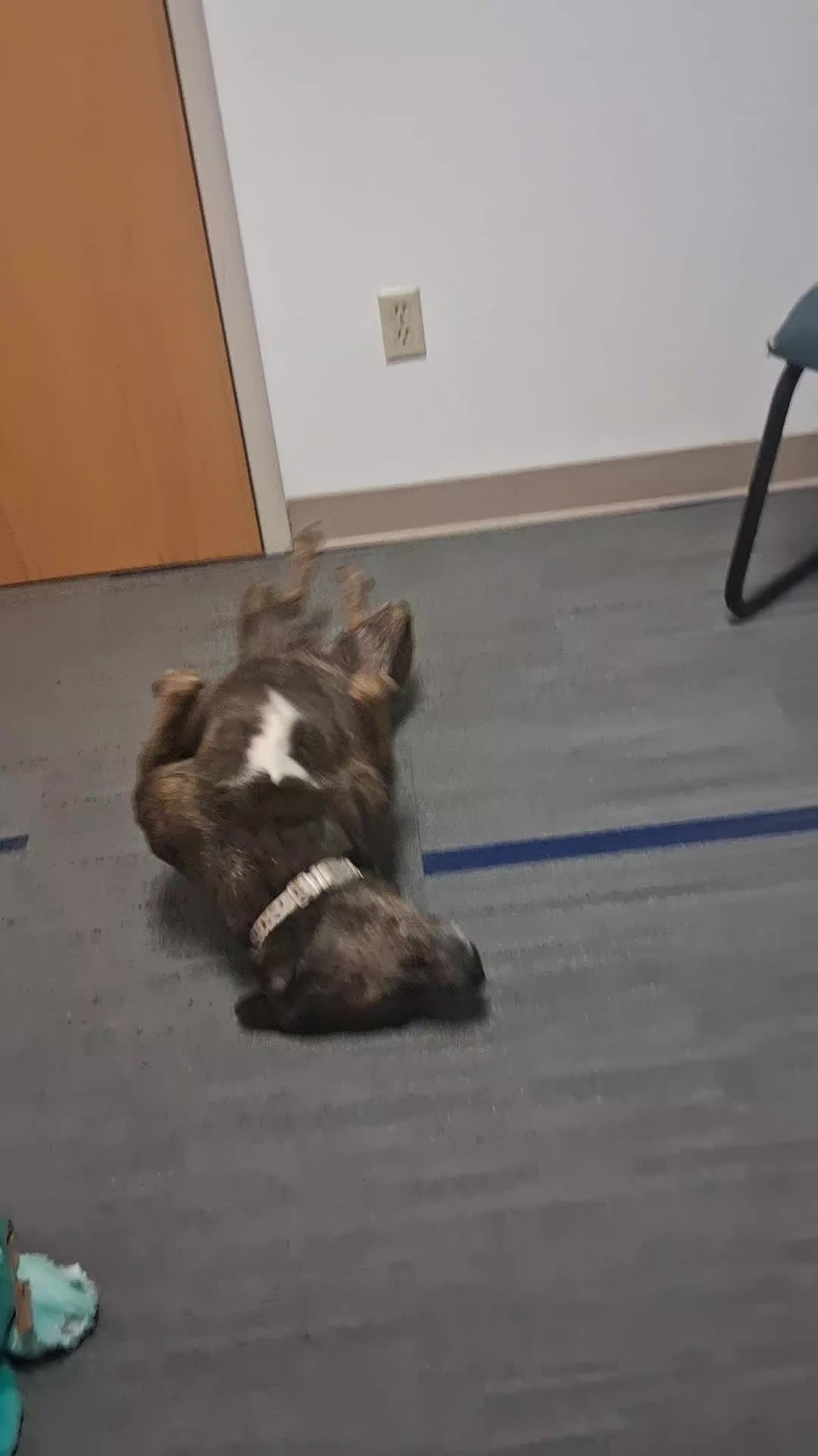 @907designsbunky