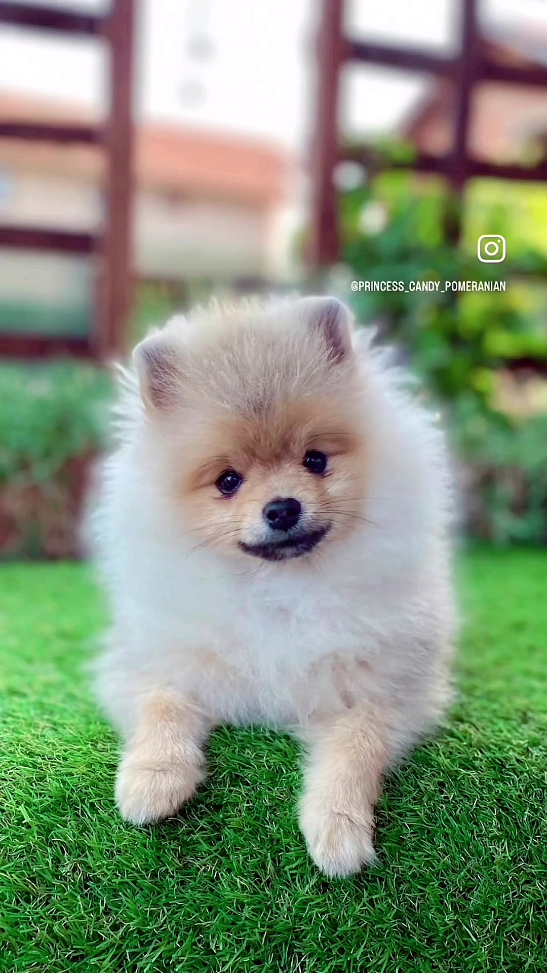 @Princess Candy Pomeranian