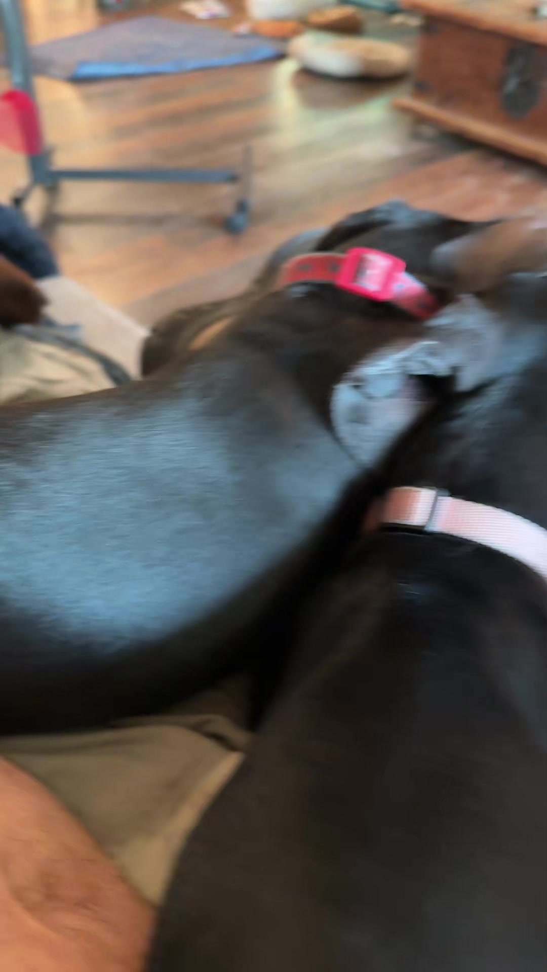 @ozzythedoxy