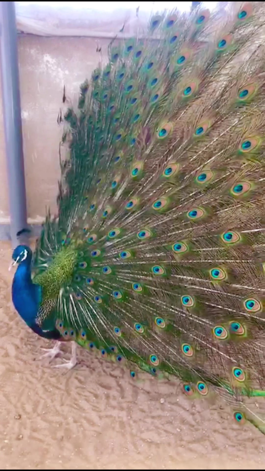 @AR Birds