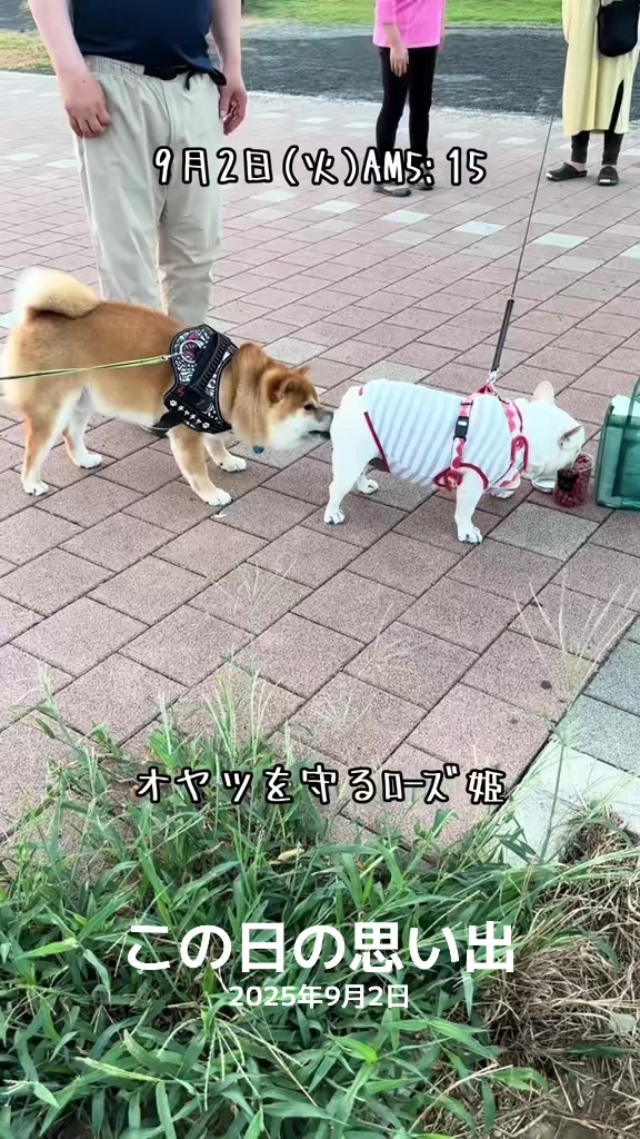 @ごん太