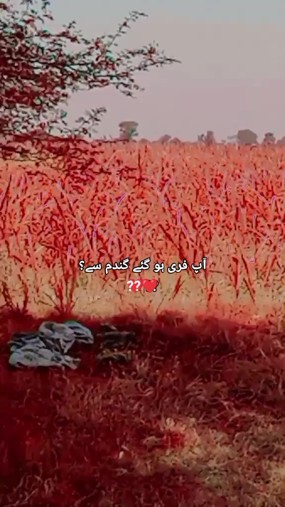 @🔥︻╦̵̵͇̿̿̿̿╤───*&bull;.&cedil;ali hamza🔥