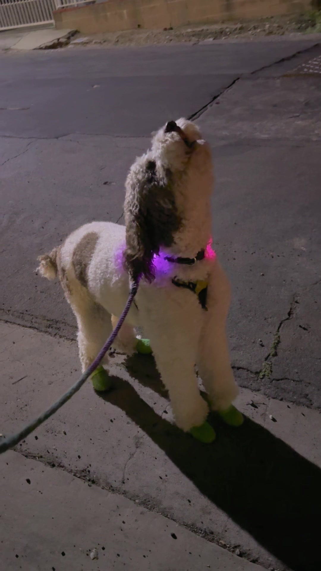 @TheScooterPup