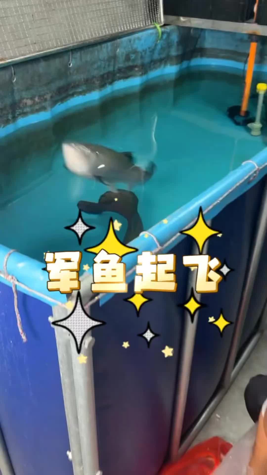 @Monsterfishkeeper