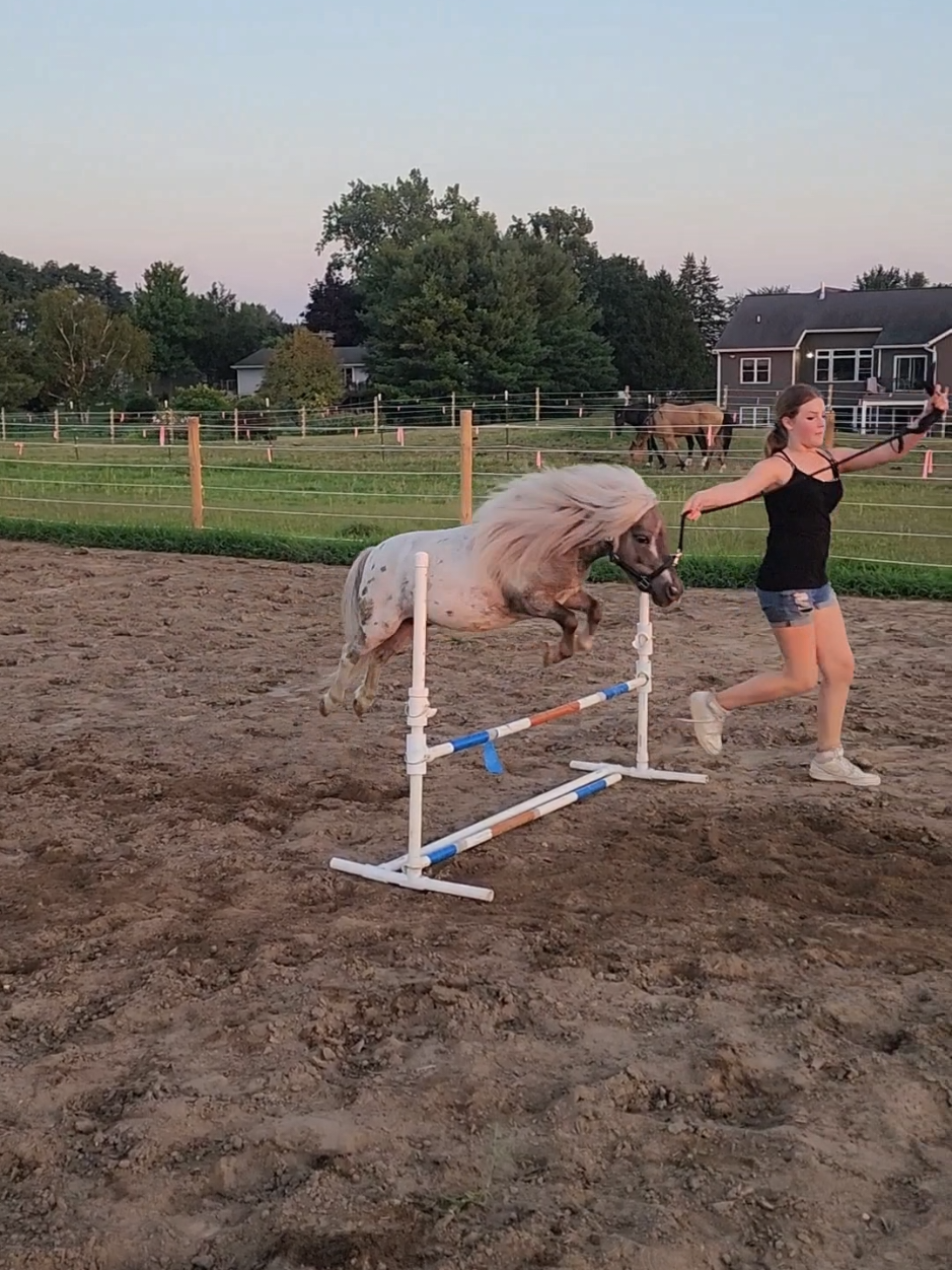 @minihorsemomandtrainer🐴🐴🐴🐴