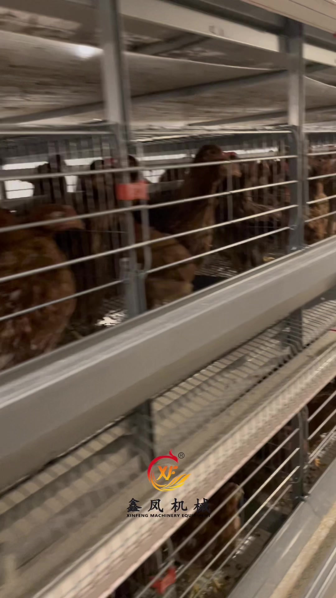 @Auto Poultry Cage Manufacturer