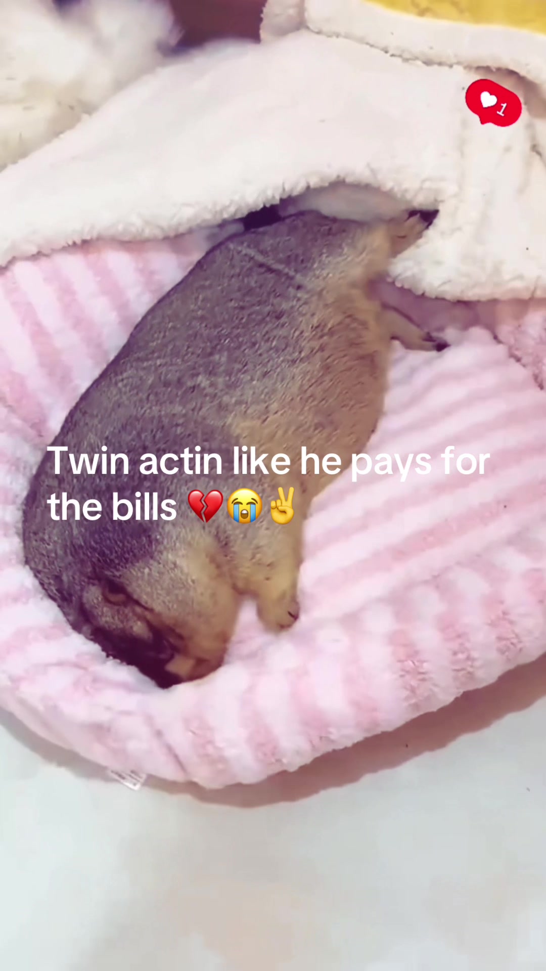 @dailymarmot00
