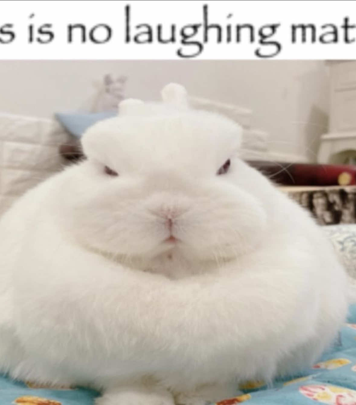 @ℭ𝔞𝔩𝔠𝔦𝔣𝔢𝔯🪶