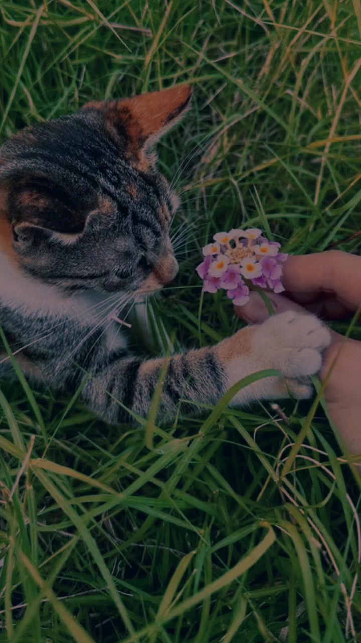 @ريــ💋تۣۗہآجۣۗہ❤️👑💫