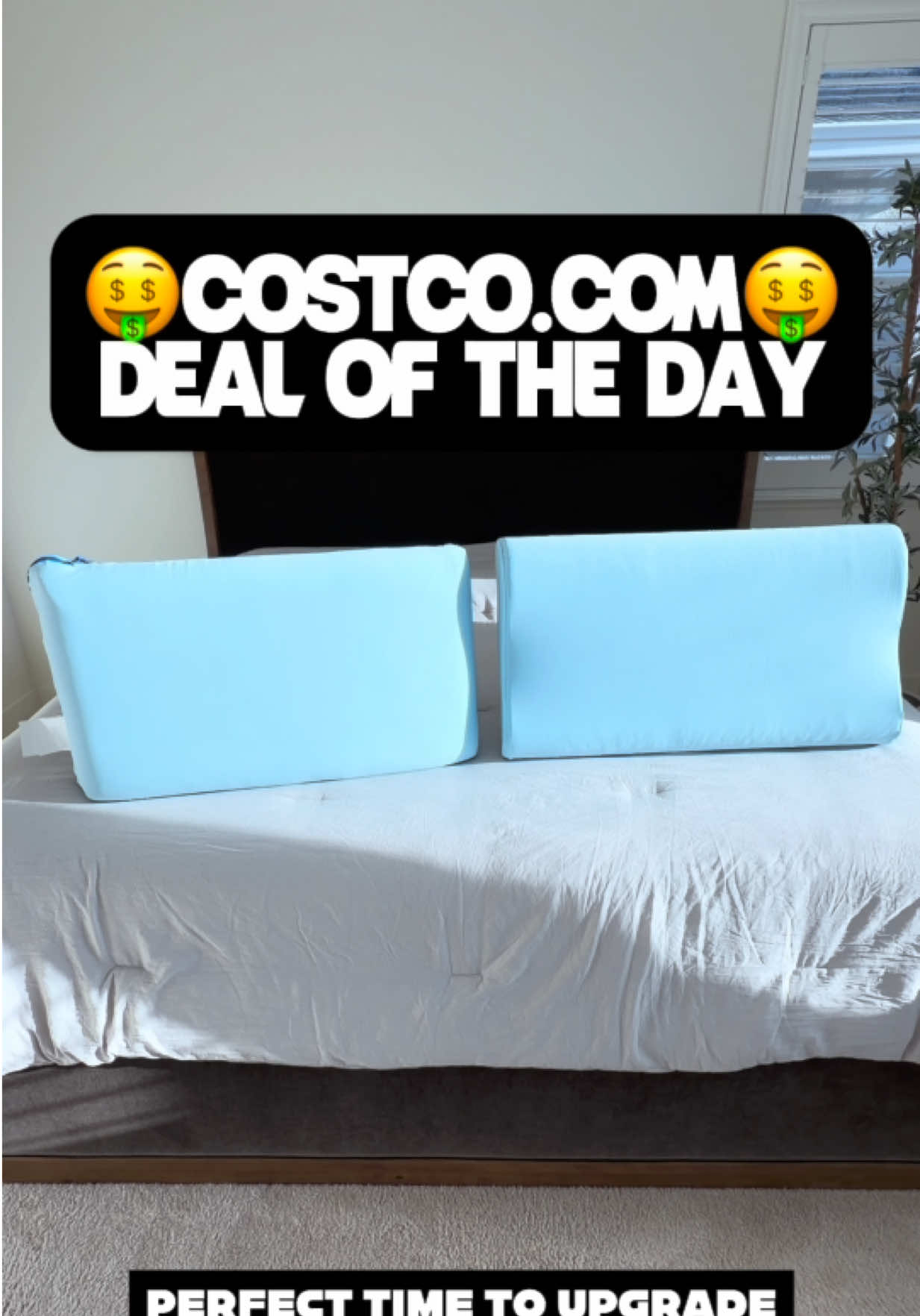 @Costco Wonders