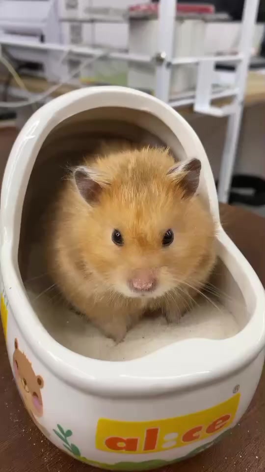 @Pet for Life