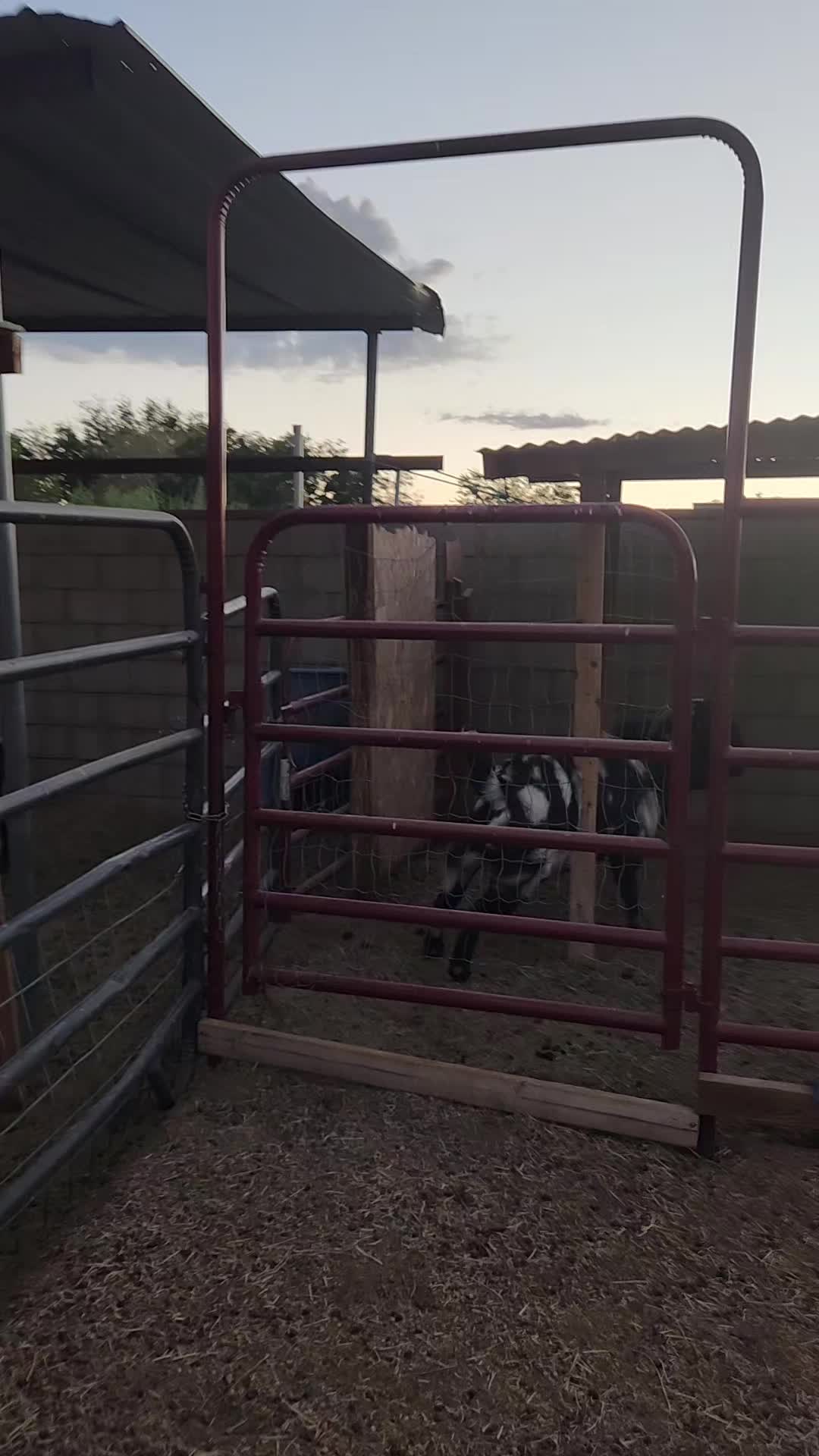 @Nancy | F&N Goat Farm 🐐