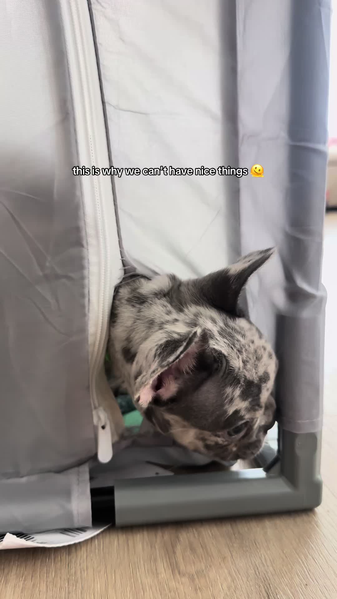 @frenchiesofvegas