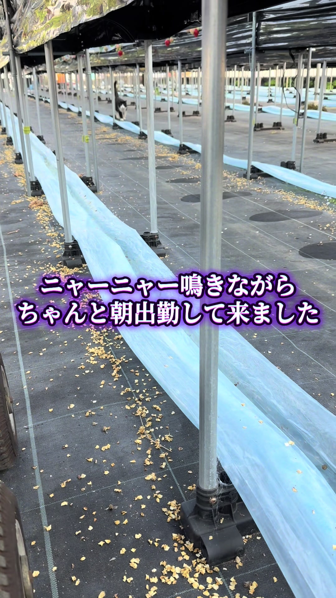 @JUN🍓👑農家のオバタン