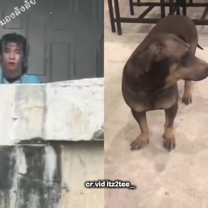 @bokbear_18