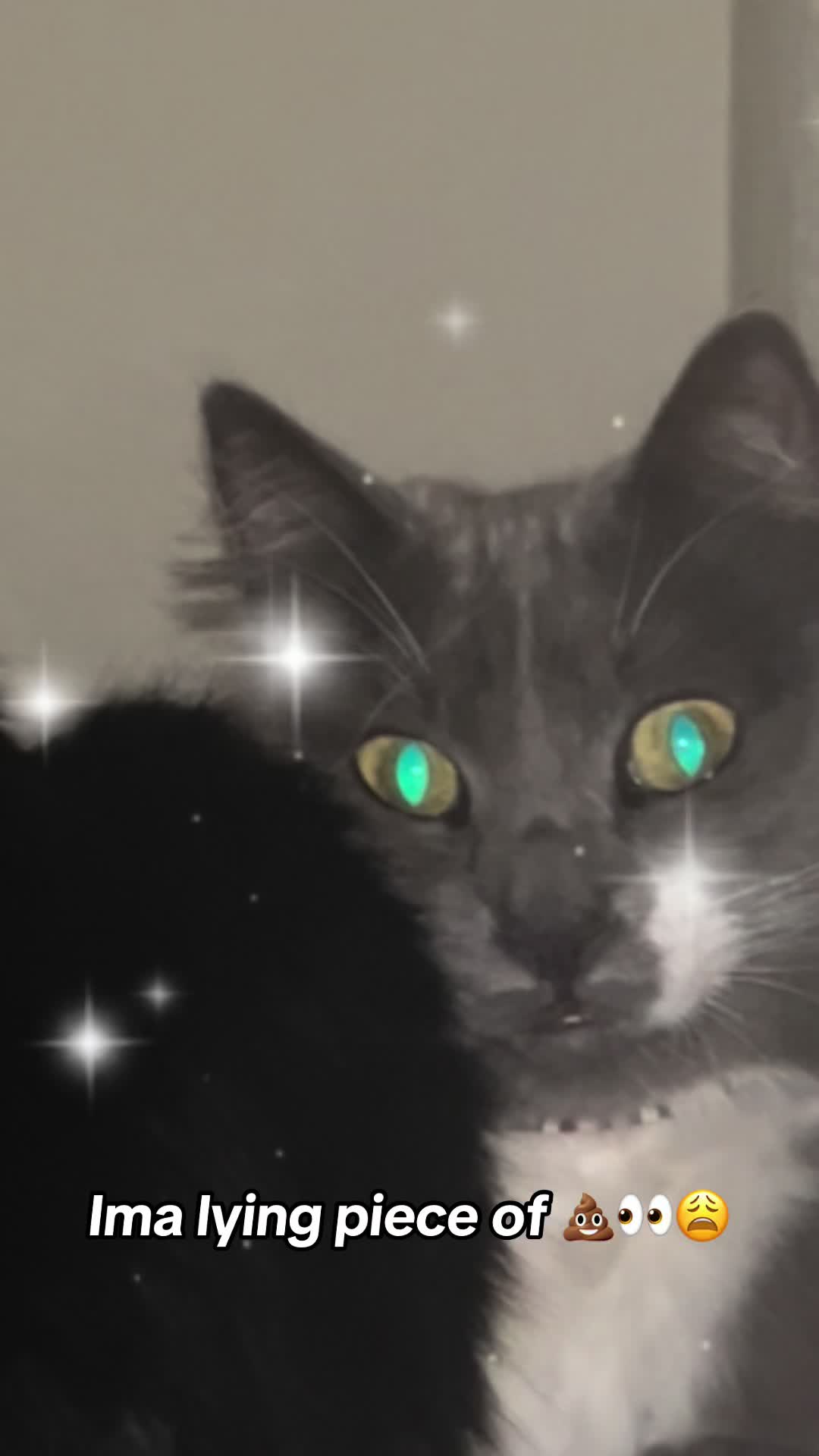 @fatplumpythugcat9000