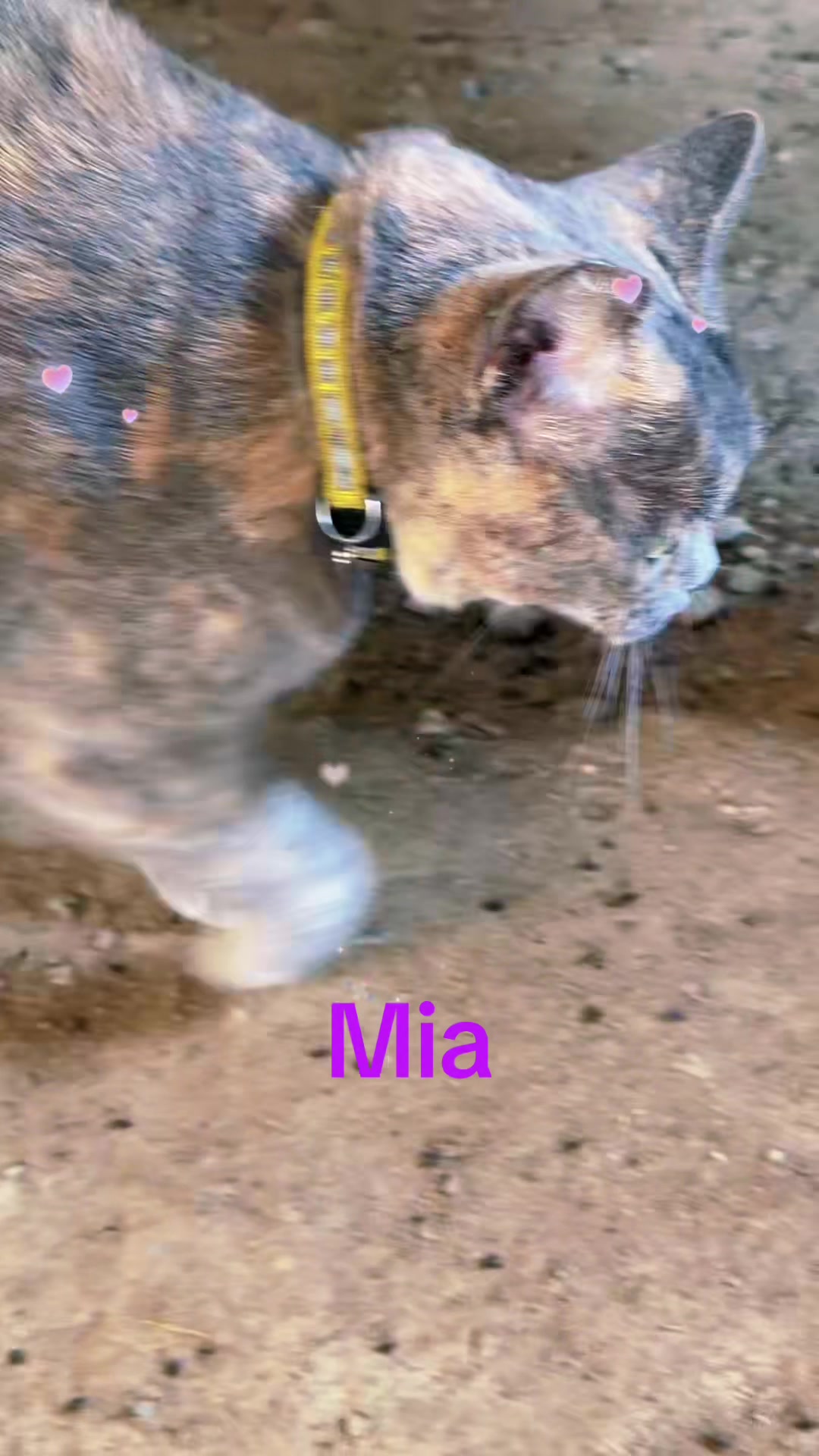 @Amri Gatitos