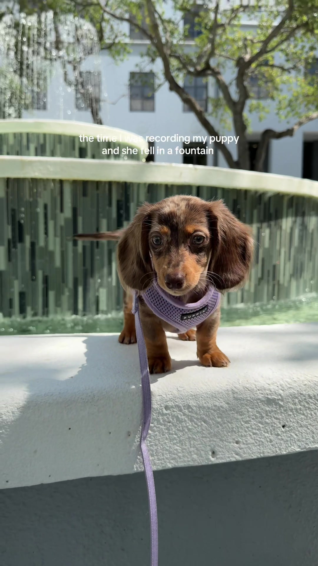 @Oli the Mini Doxie