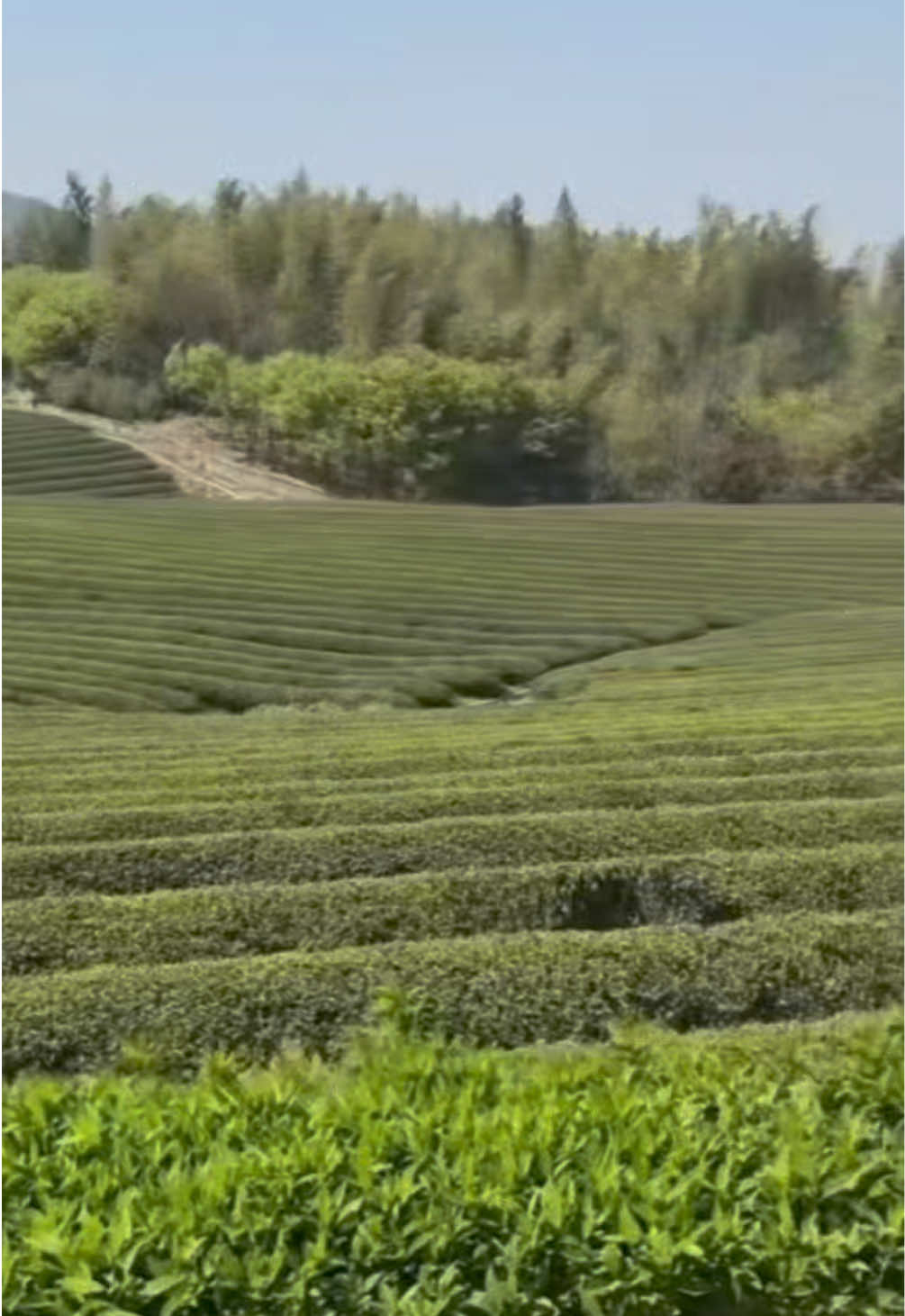 @MATCHASII SUPPLIER MATCHA