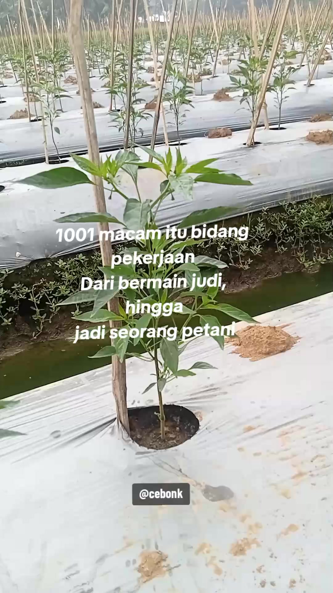 @cebonk