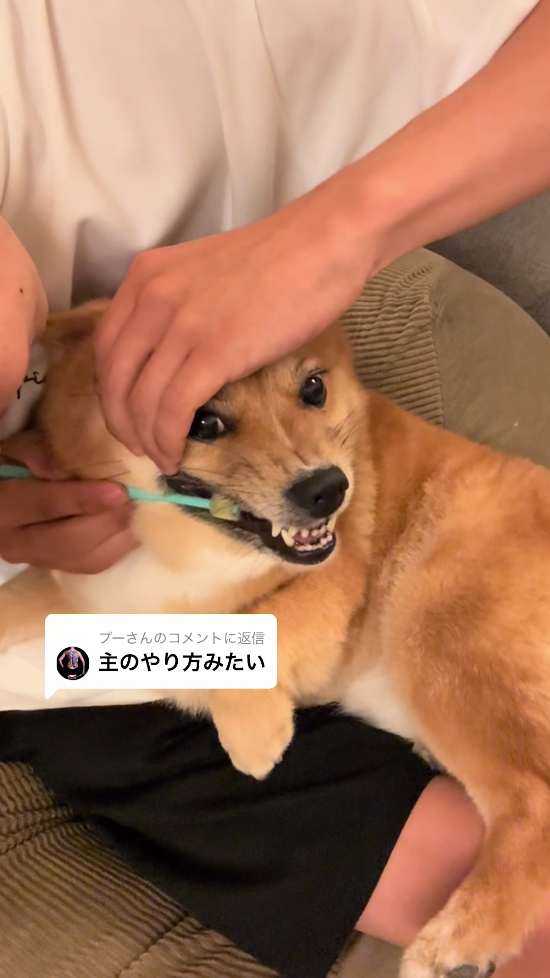 @ポメ柴もなか(もちゃ)୭
