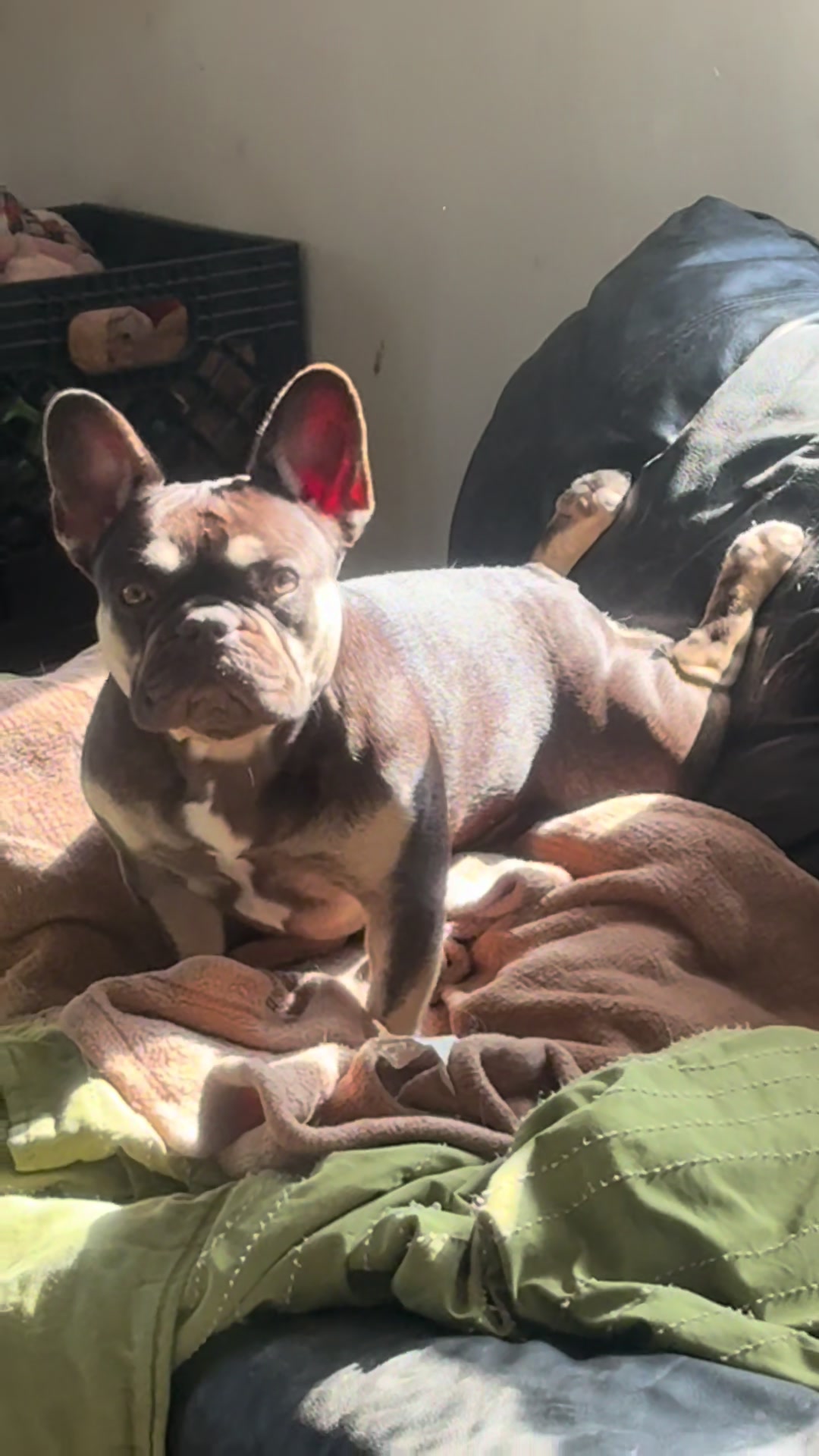 @St&eacute;phanie | PugsFrenchies 💜🐶