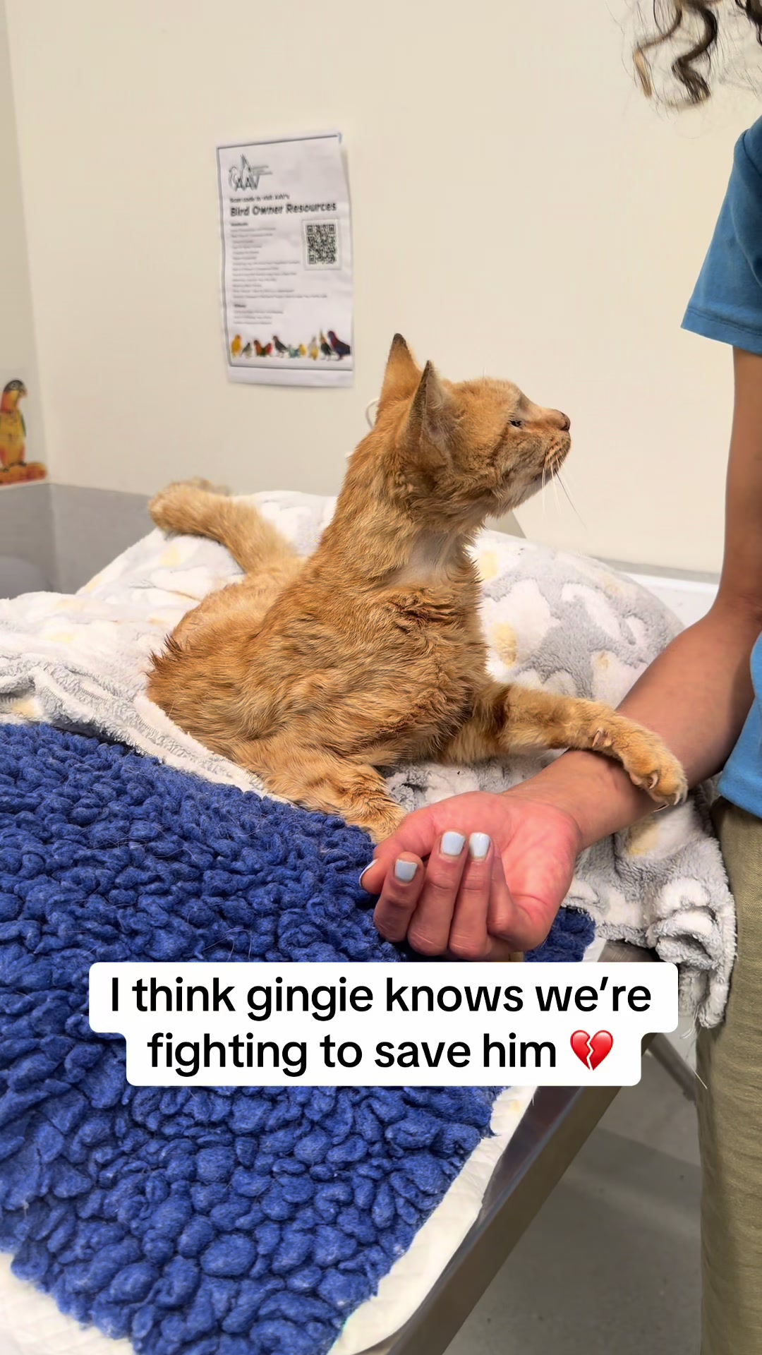 @safepawsau