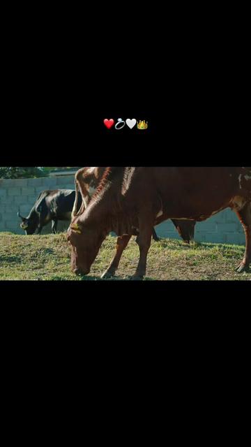 @Noncy Mnangwe❤️