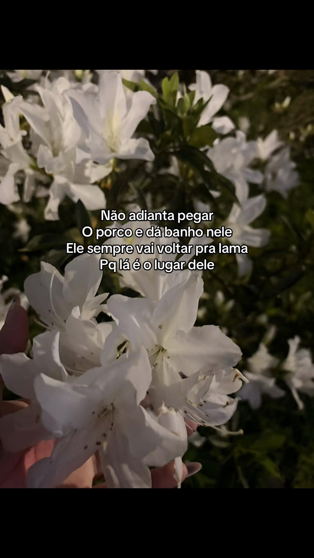 @_corte_frases