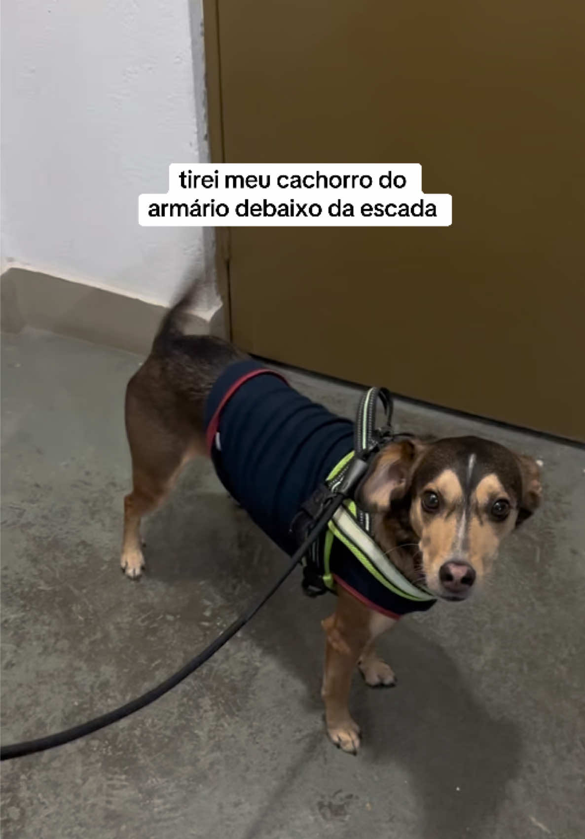 @2DOGSEMEIO