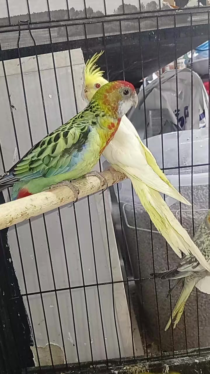 @Թութակներ🦜🐕🦺🐇