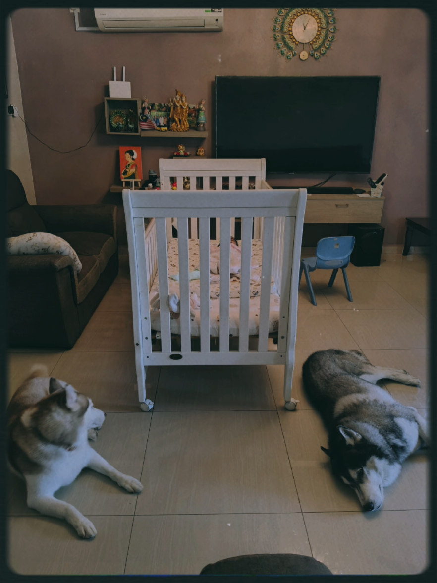 @TobbyMishika_TheHusky