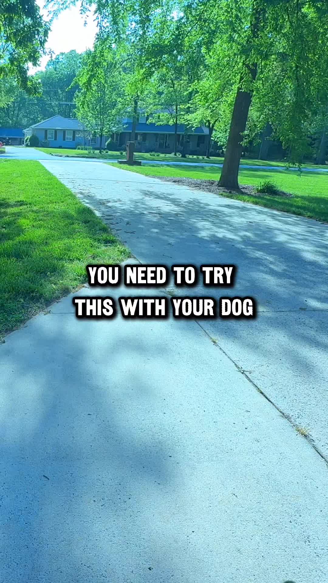 @Lost Boys K9 Academy