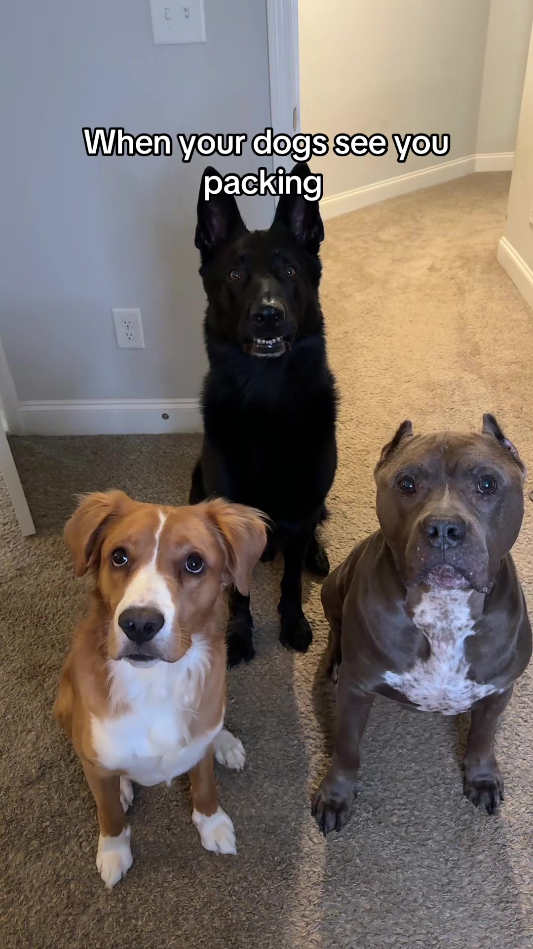 @My Dog’s Dope
