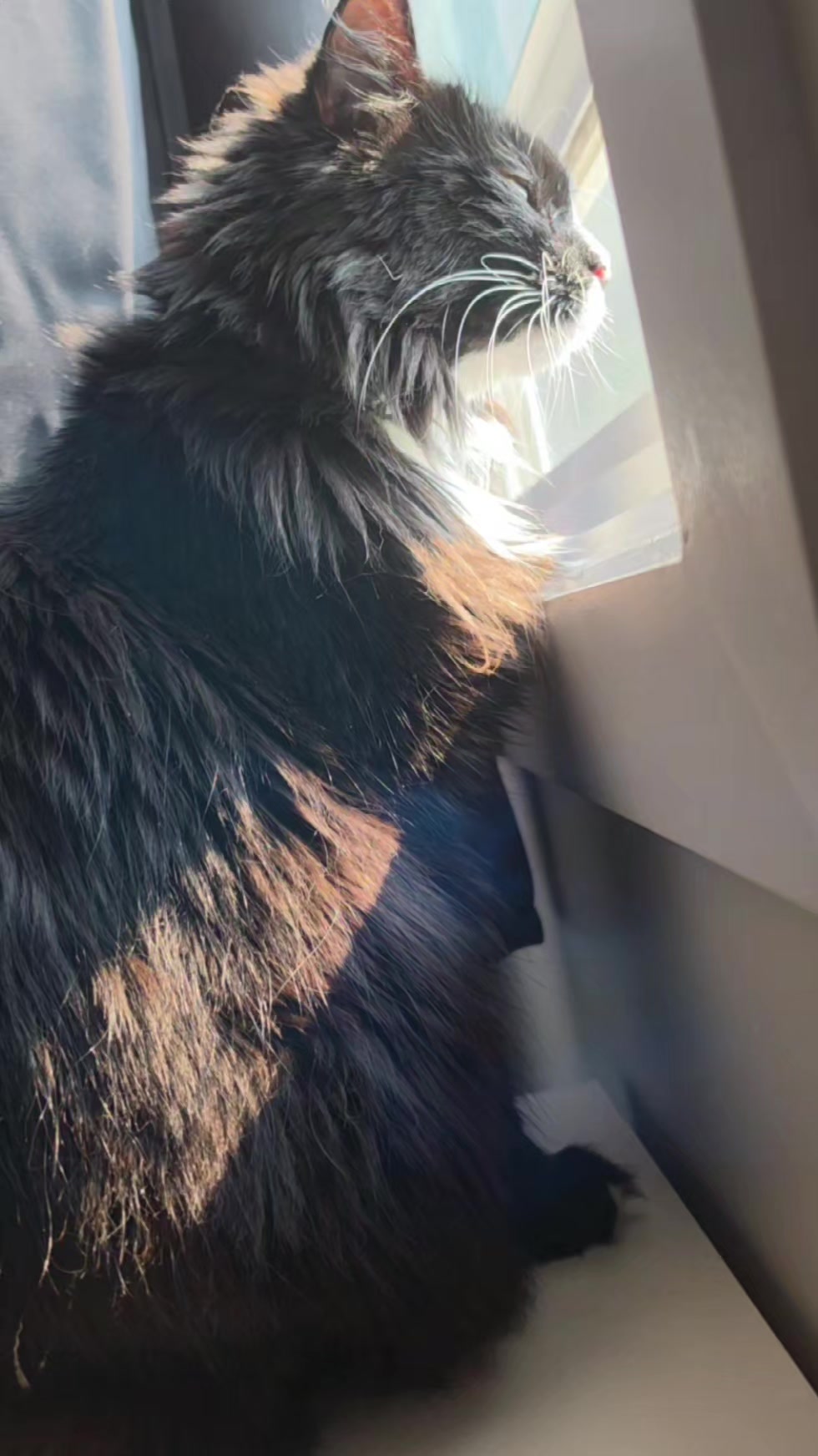 @AtticaTheTuxedoCat