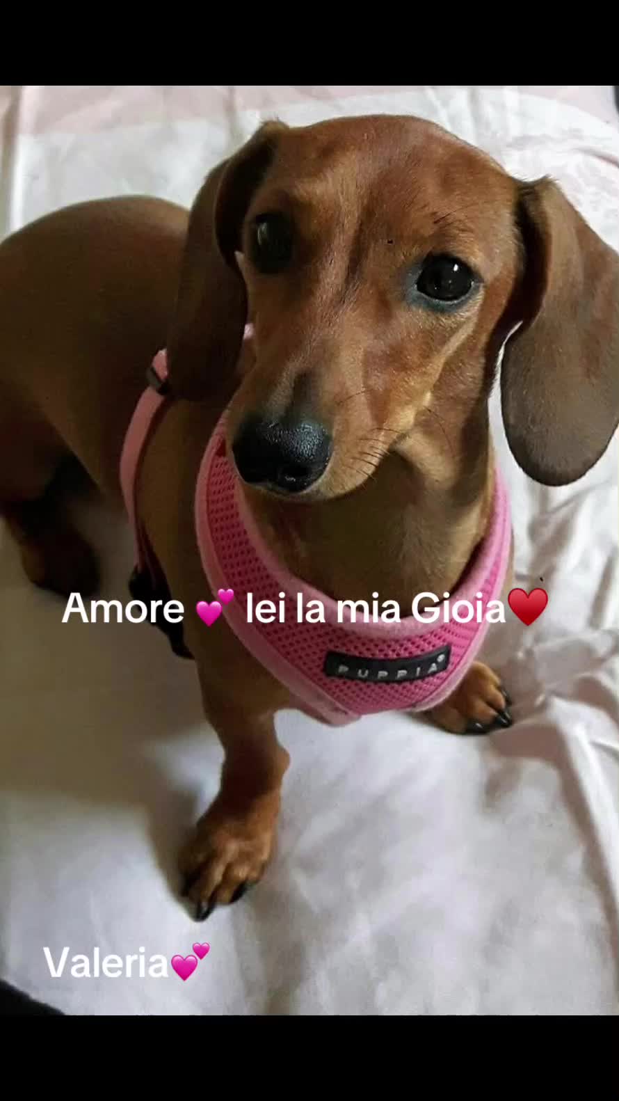 @valeriaevangelis840
