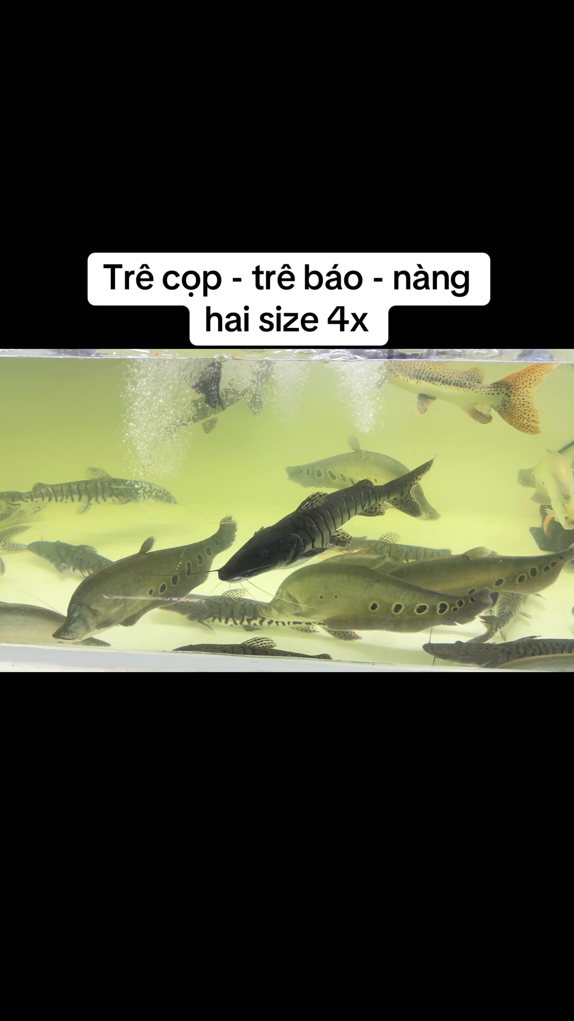 @Ph&aacute;t Đạt B&aacute;n C&aacute; 😎🐠🦈