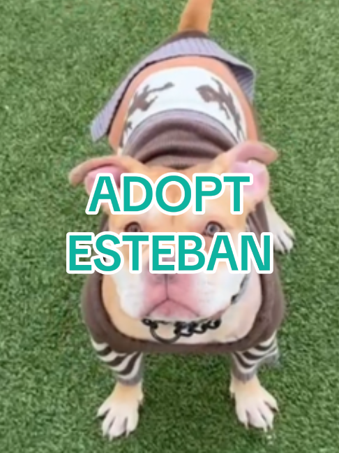 @Adopt a Pet