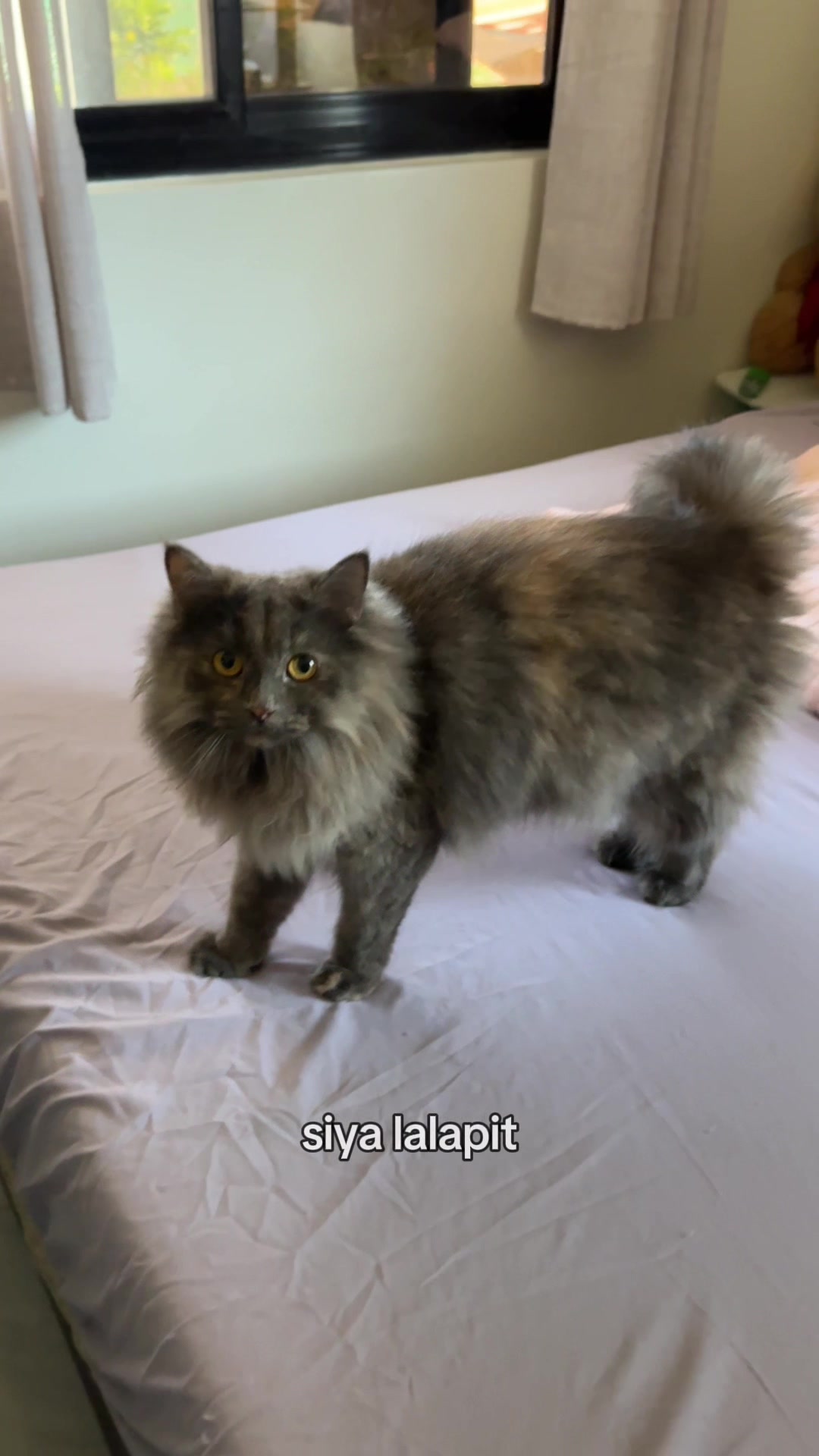 @Chloe & Casper 🐾