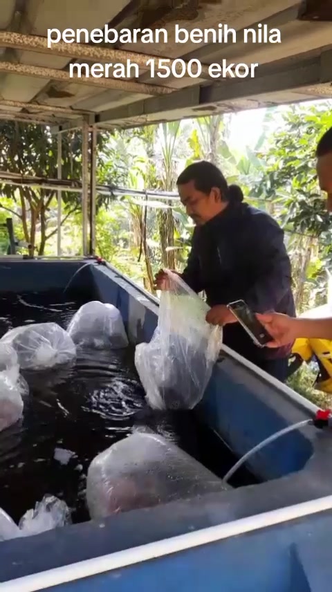 @afdhal koi farm