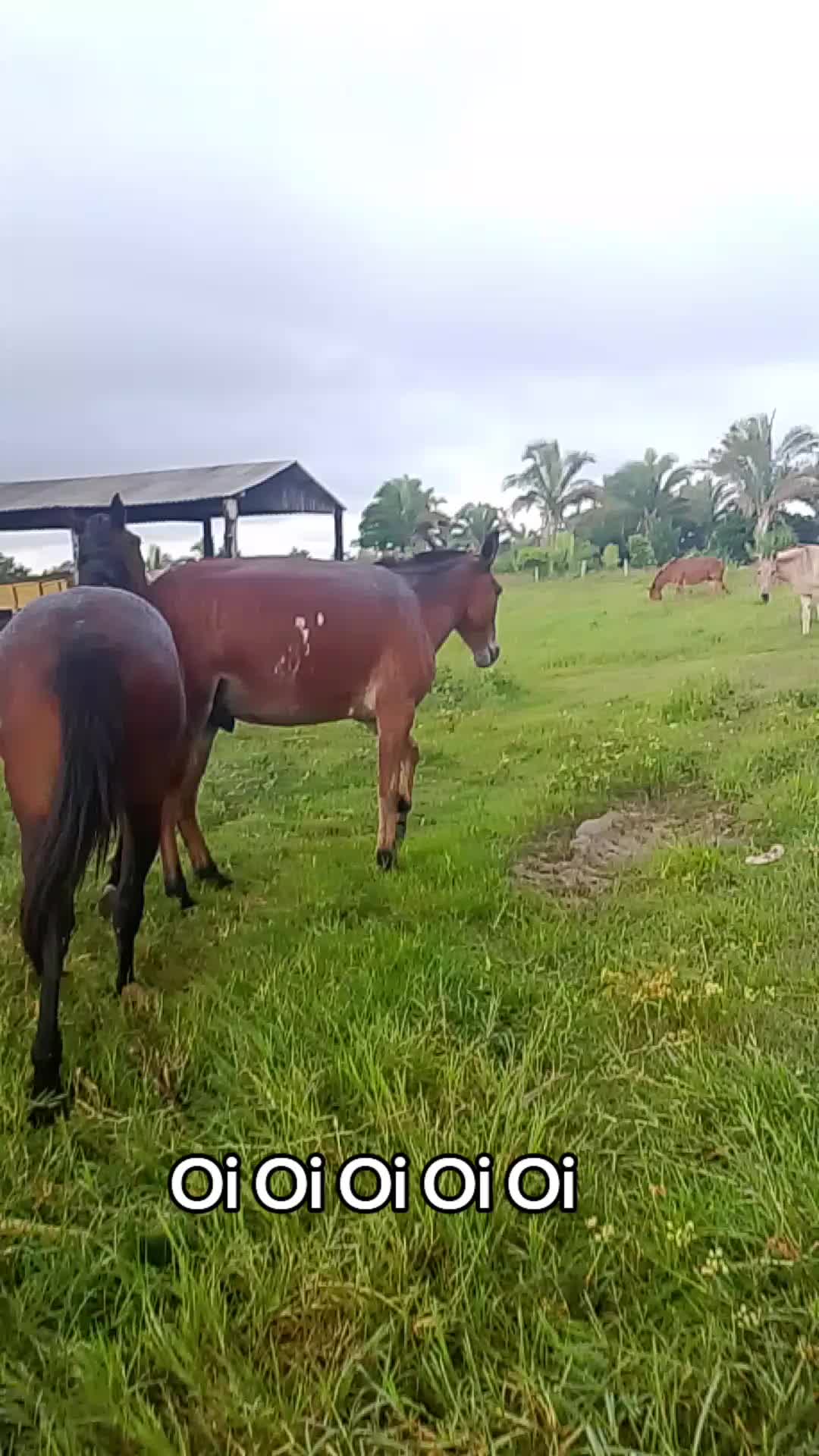 @Menina&Da roça🤠