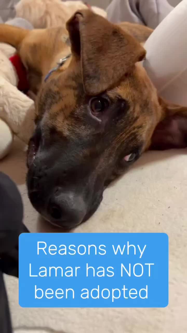 @716 PAWS