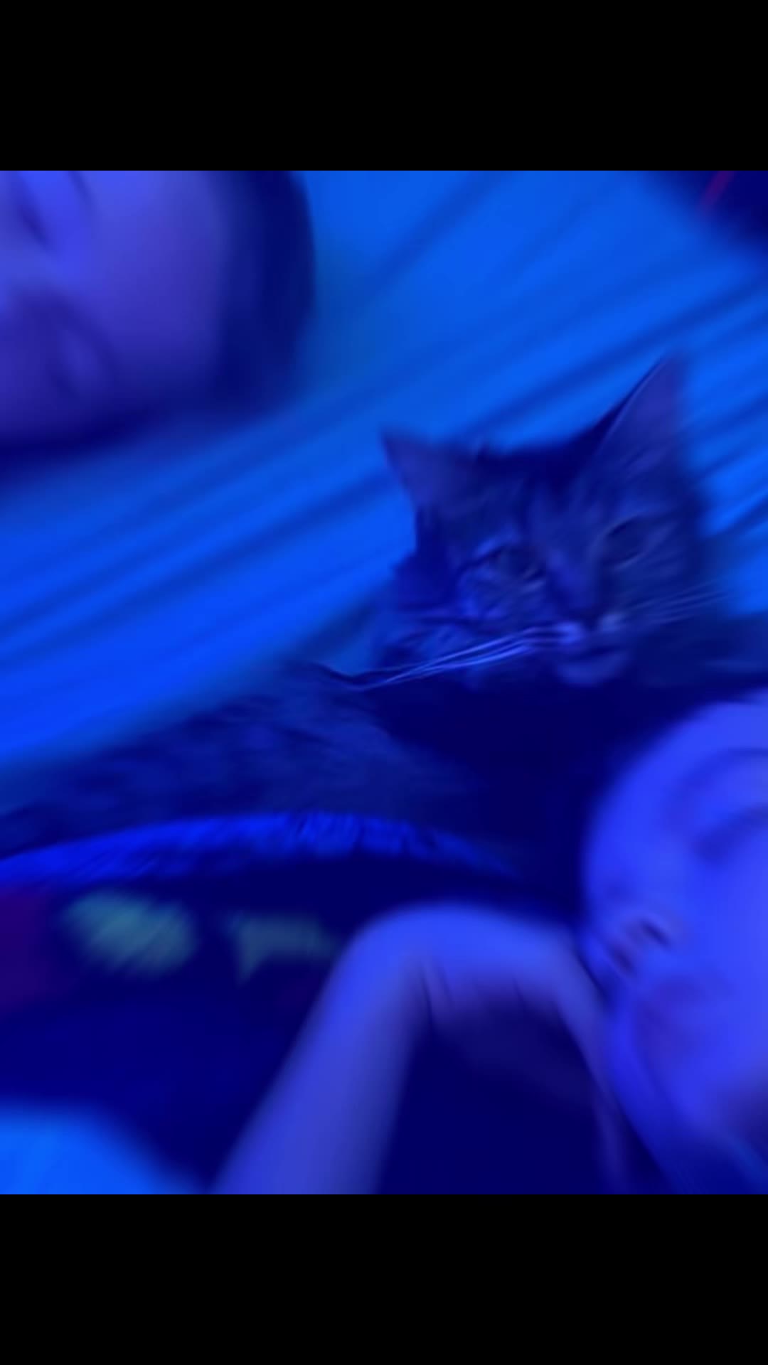 @RoxySnowballCatDrama