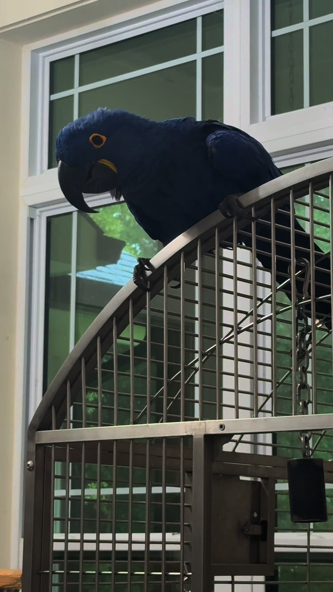 @Royal Bird Lady 💙