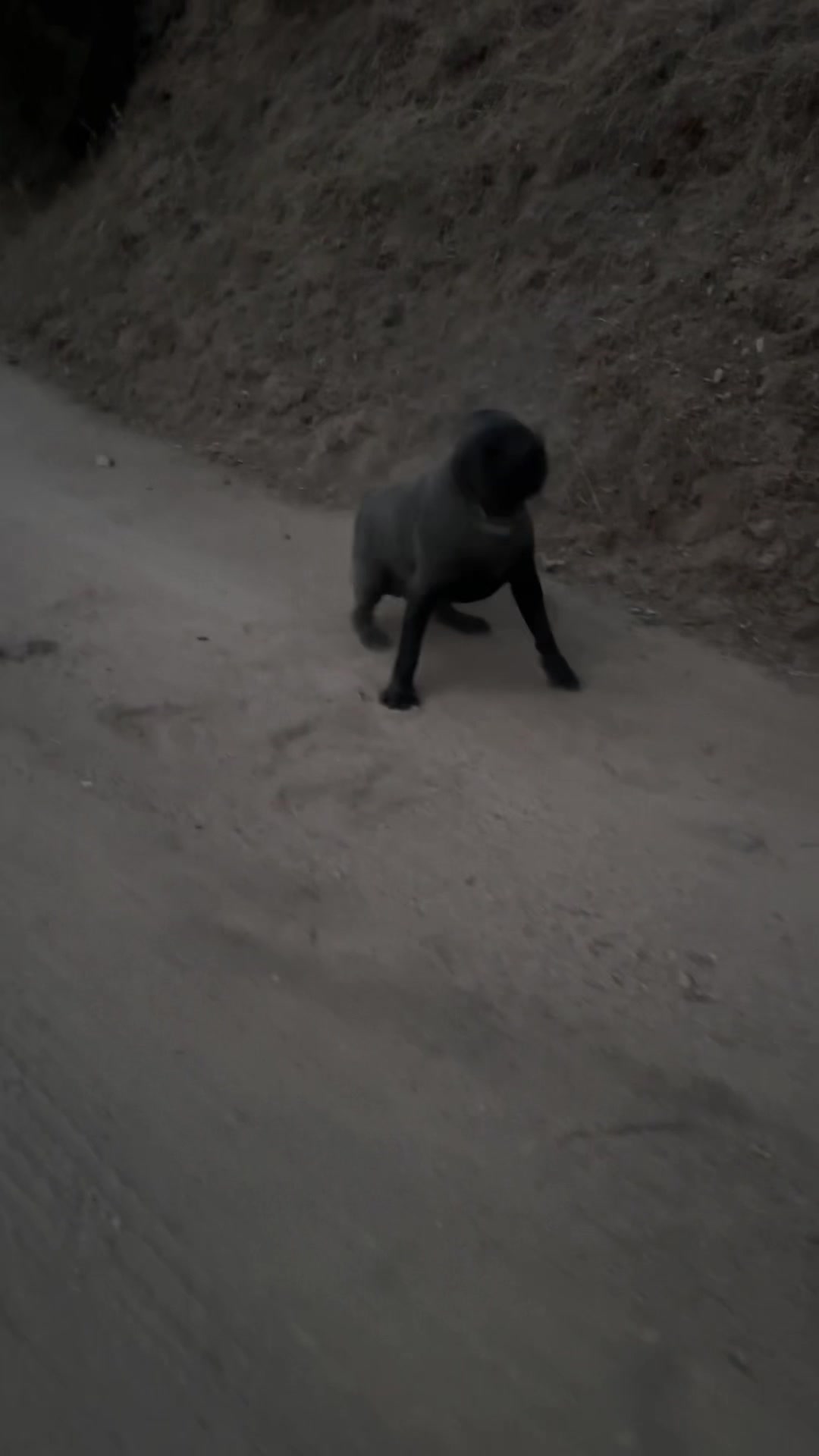 @Bigfoot Boerboels