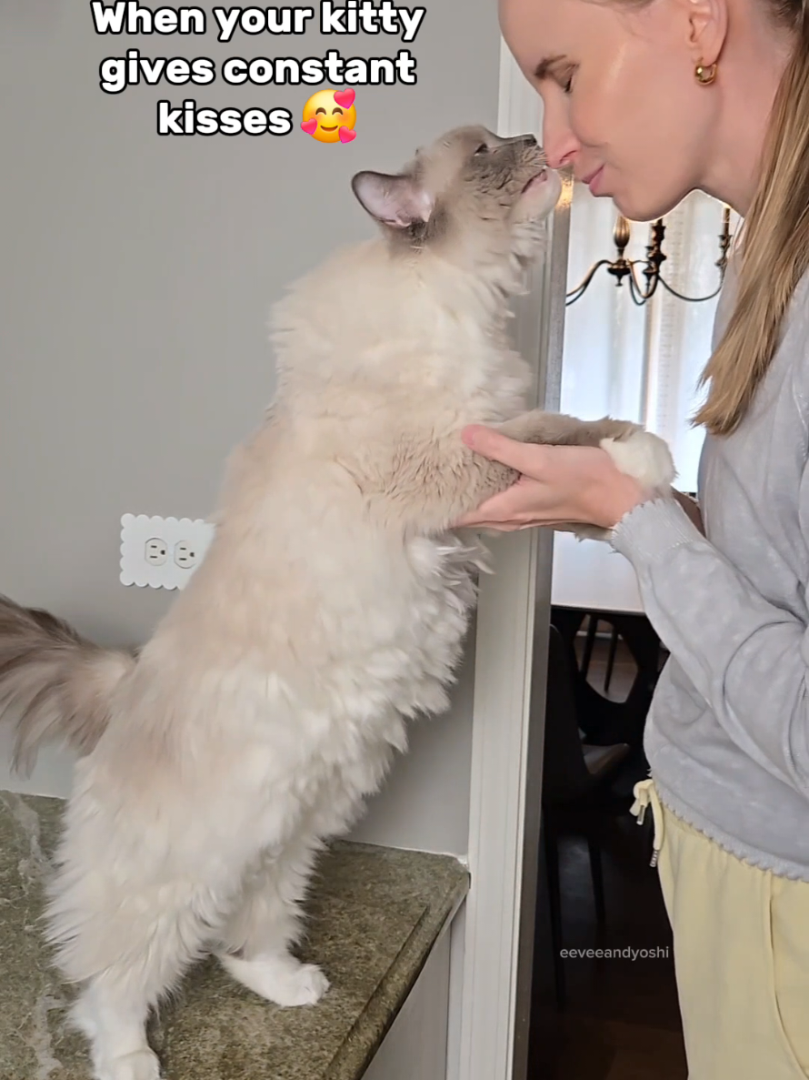 @Eevee, Yoshi & Waffles