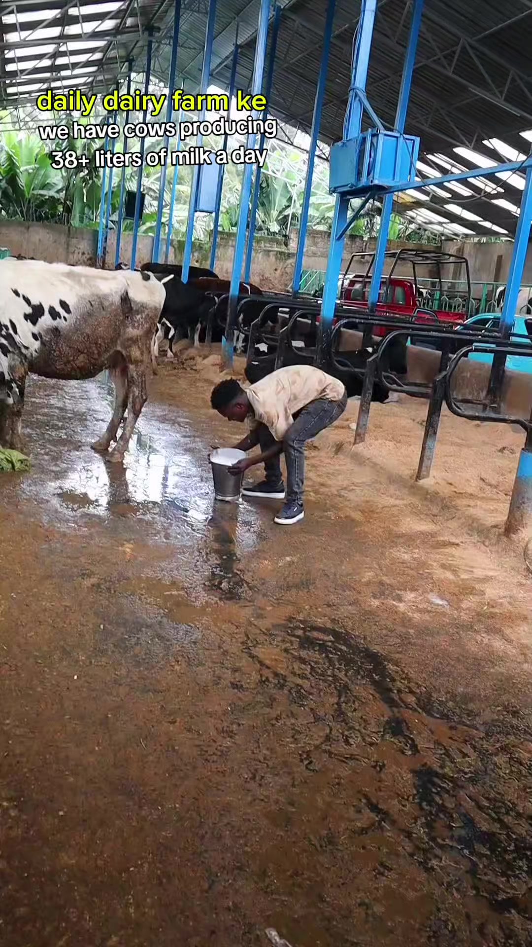 @Daily Dairy Farm Ke