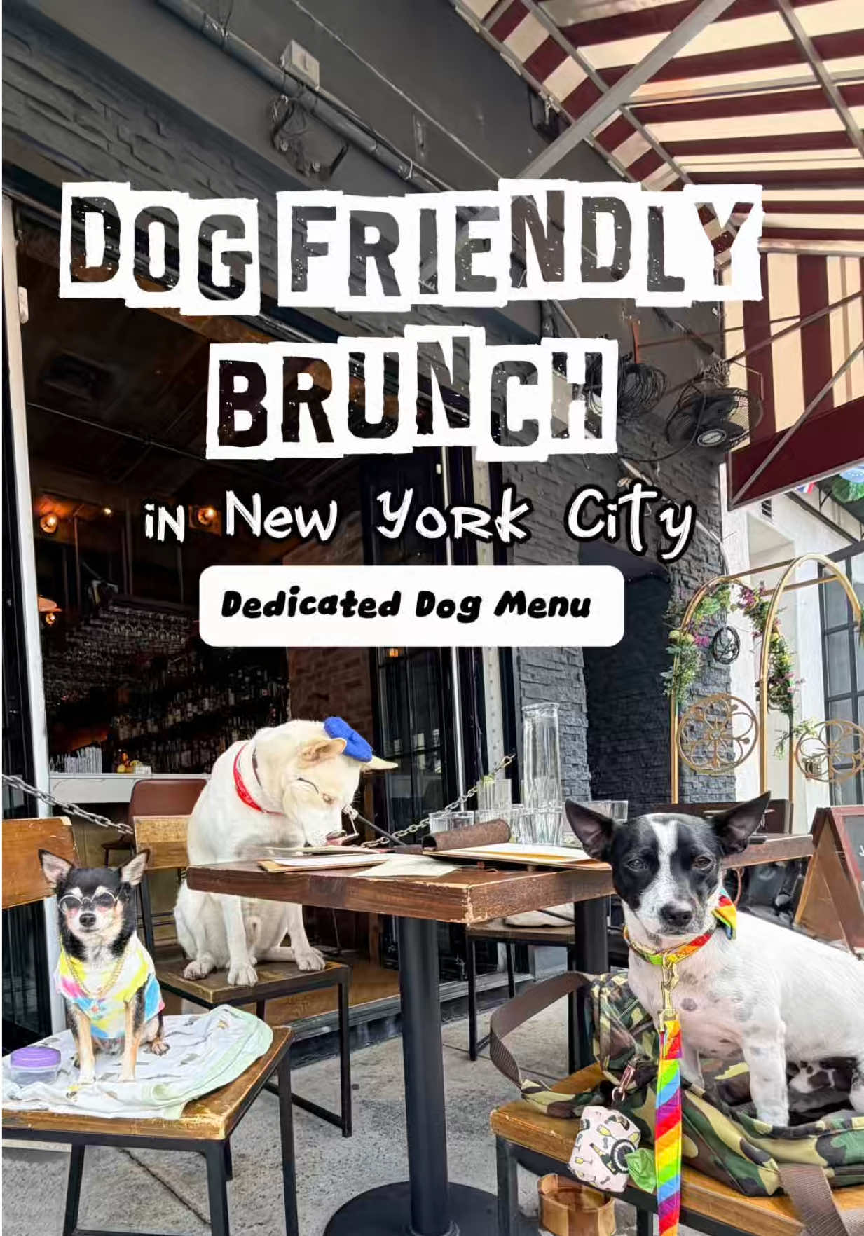 @nycdogadventures