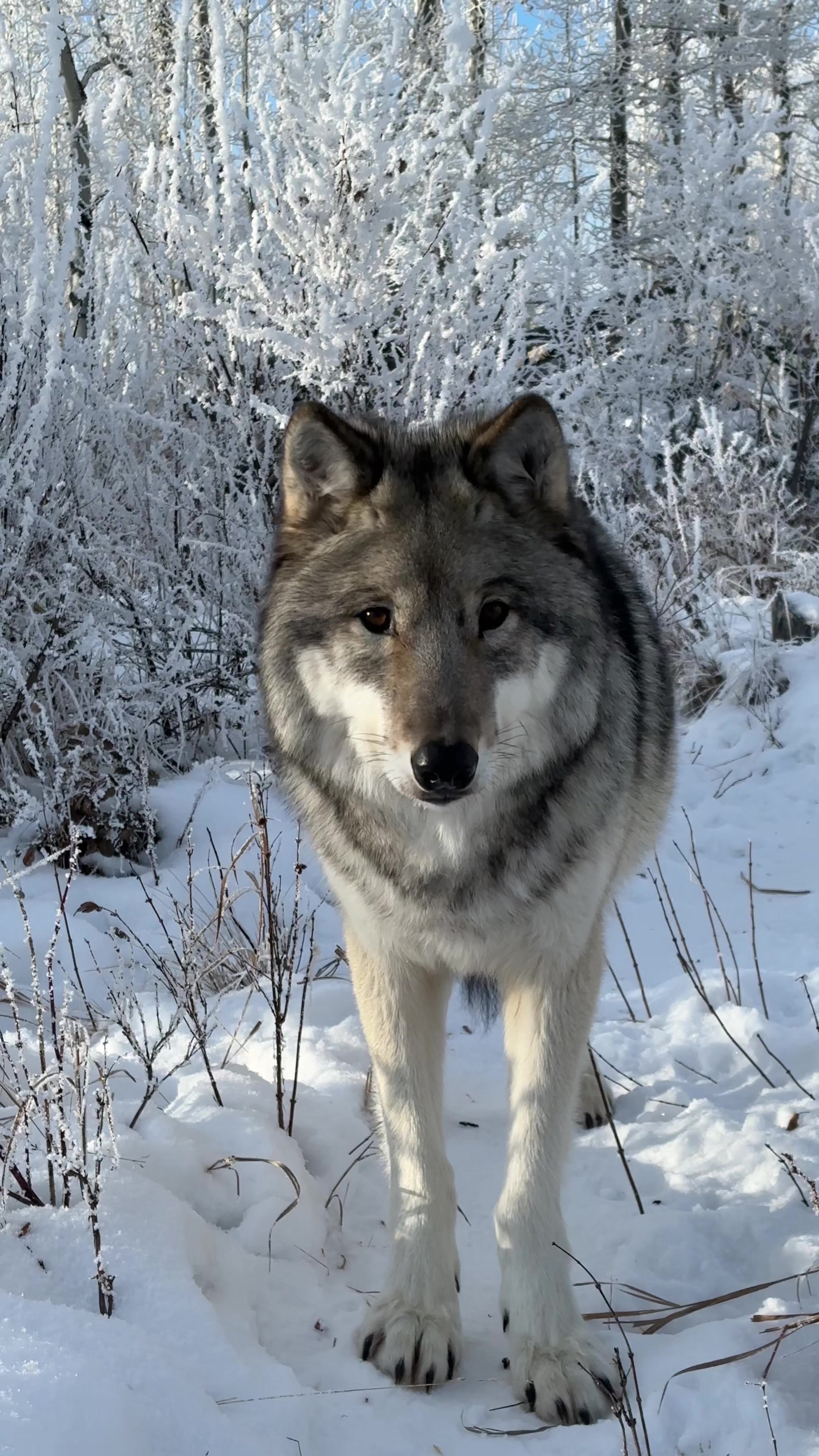 @Yamnuska Wolfdog Sanctuary