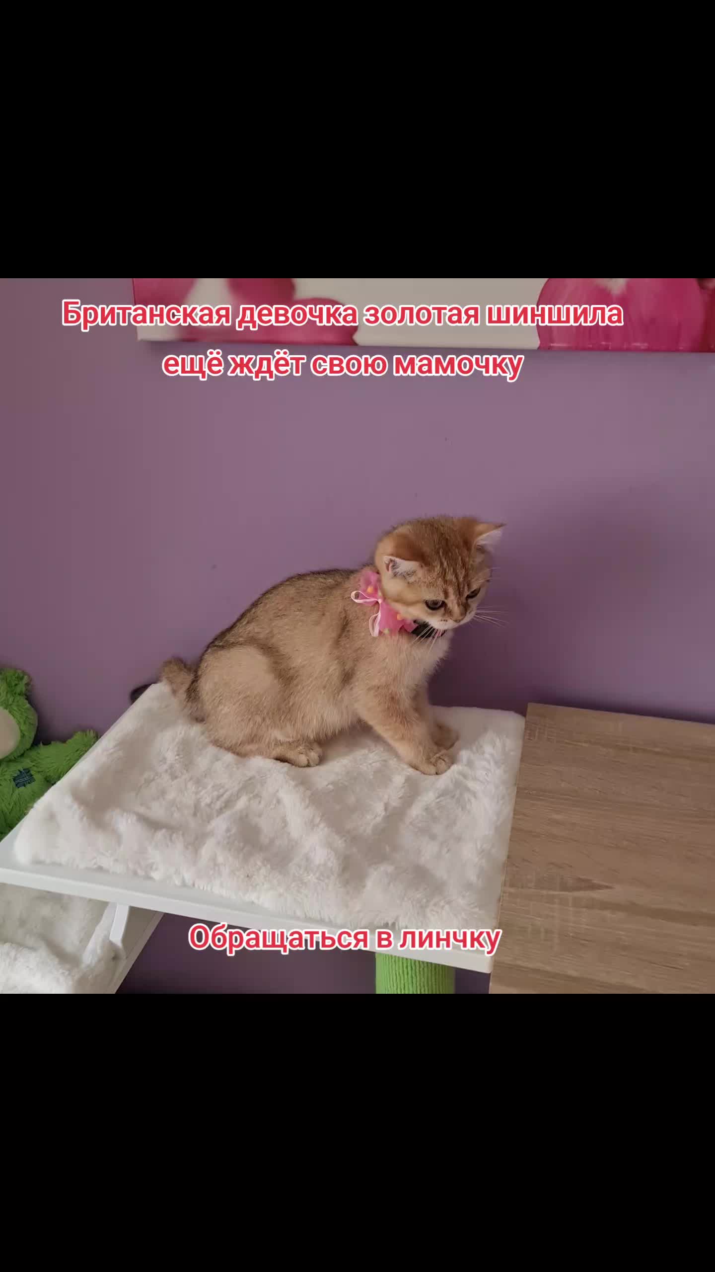 @LanaCats